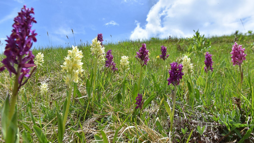a field of orchids on a sunny day. 