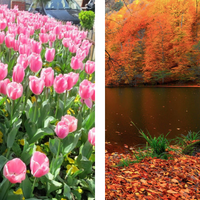 two photos: one on the left is pink tulips and the one on the right is fall