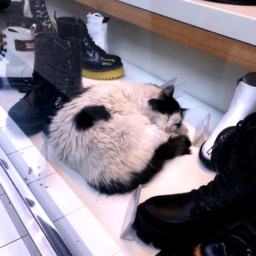 a cat curled up in a shoe store's window front