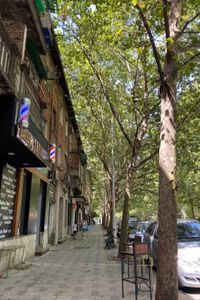 tree covered walkway in Tirana Albania