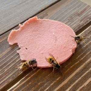 Bees eating lunch meat