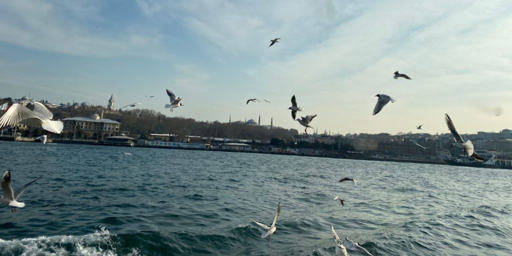 Seagulls flying next to a ferryboat