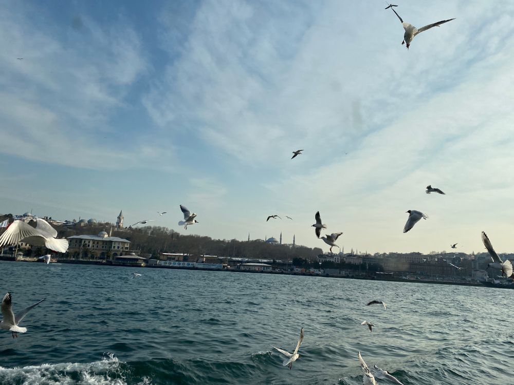 Ferry ride with seagulls flying all around