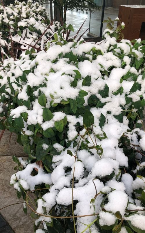 Snow covered bushes in March