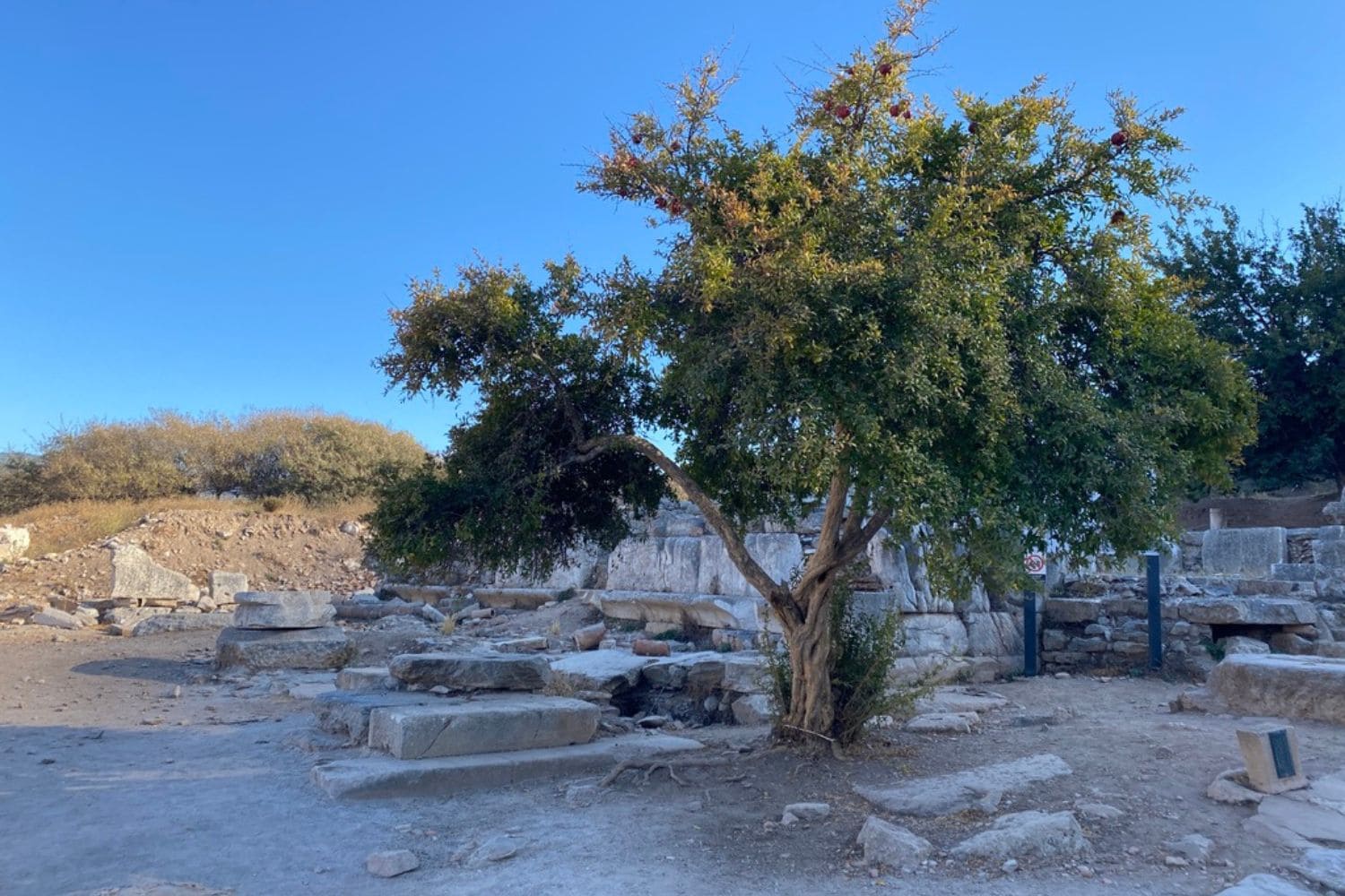 Ancient olive tree on one of my day trips from Istanbul