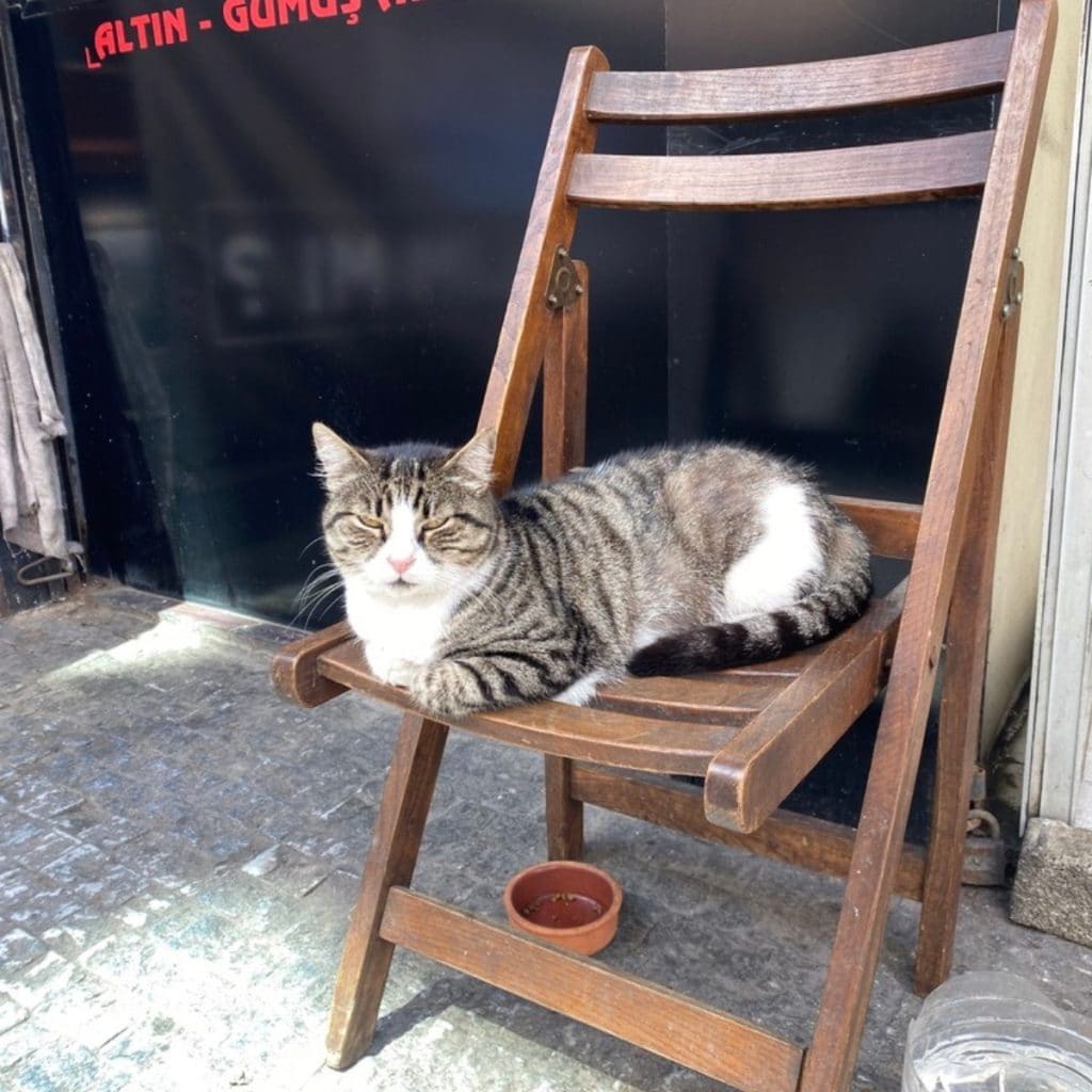 cat laying down on wooden chair on a brick street