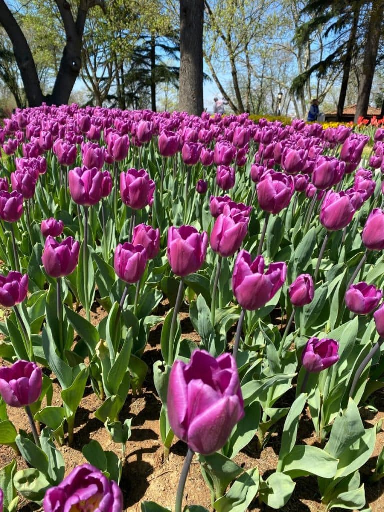 A field of purply magenta tulips