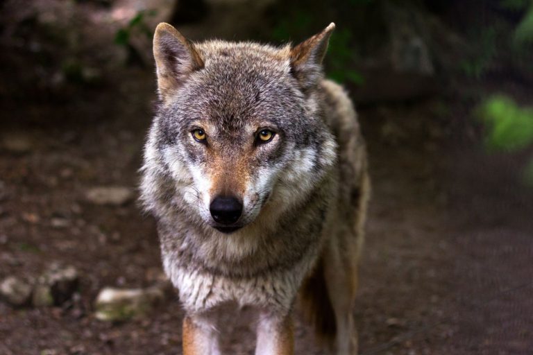 A grey wolf, which is the national animal of Turkey, set in a forest scene