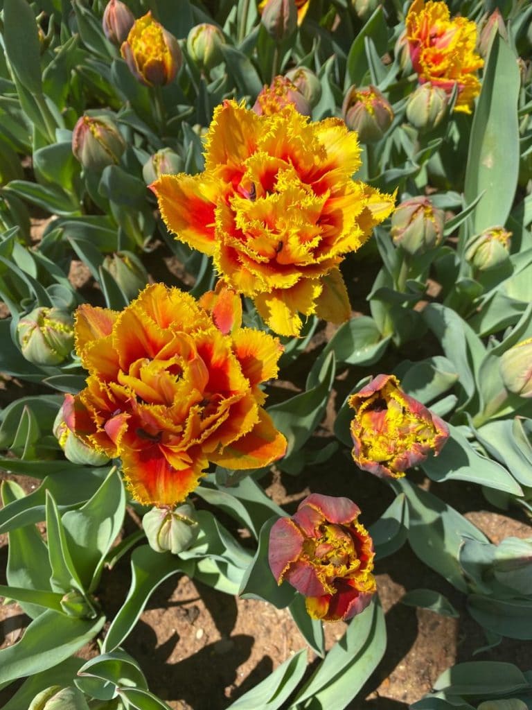 Orange and red tulips with jagged edges taken from above