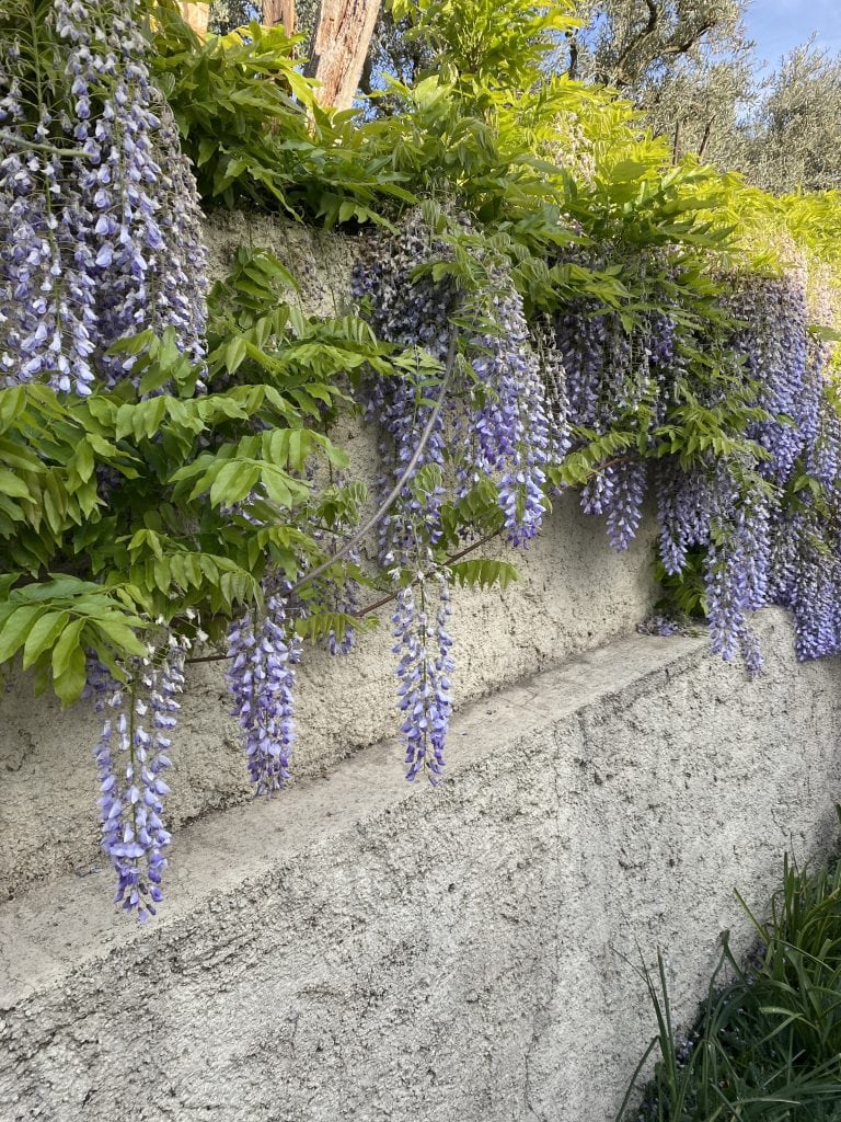 Beautiful purples flowers in Iznik flowing over a brick wall