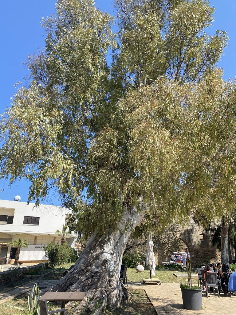 Sycamore tree blowing in the wind on a sunny day