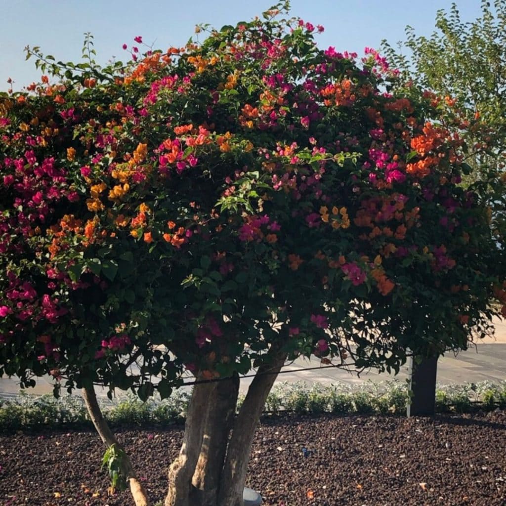 A tree with both orange and pink blossoms.