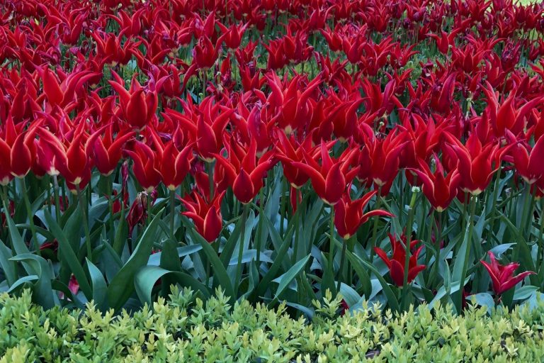 Deep red tulips at the Istanbul Tulip Festival.