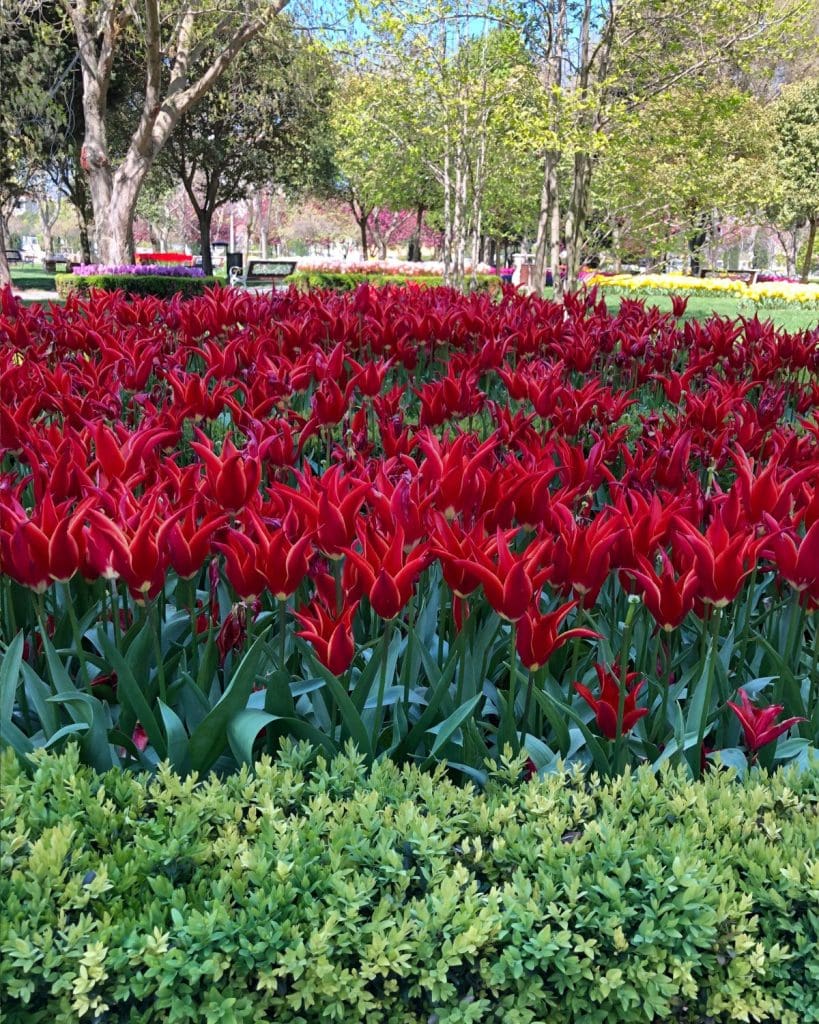 Deep red tulips at the Istanbul Tulip Festival.