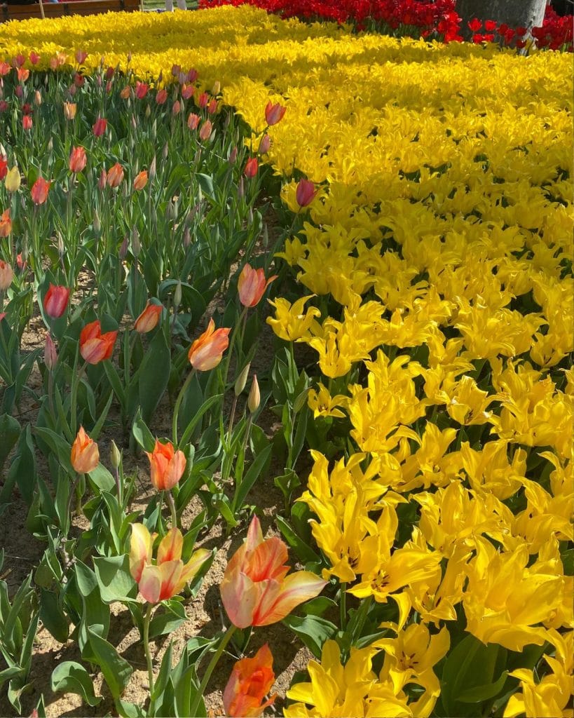 Pink tulips and yellow tulips at the Istanbul Tulip Festival.