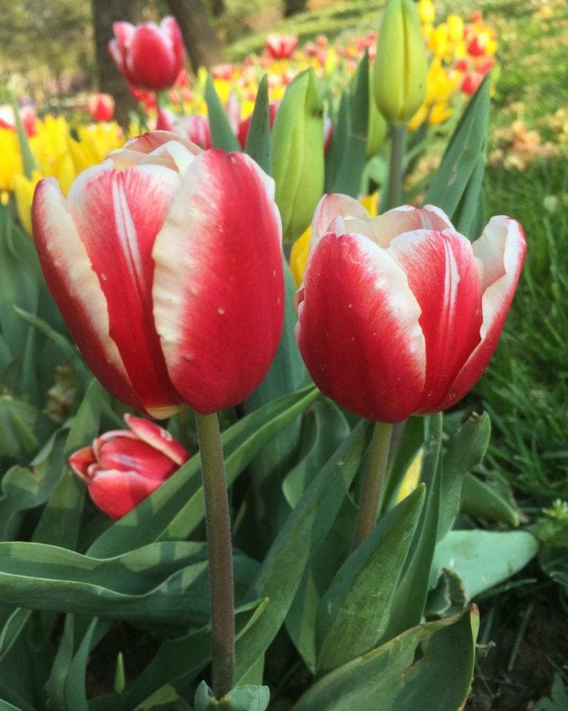 A closeup photo of red and white striped tulips.