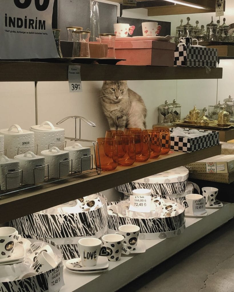 A cat on a shelf in a shop hidden behind glasses