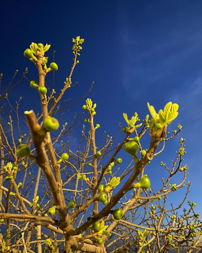 Fig tree buds against the evening sky in Istanbul in April