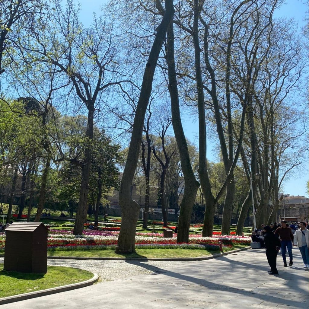 Budding plane trees in Gulhane Park in Spring