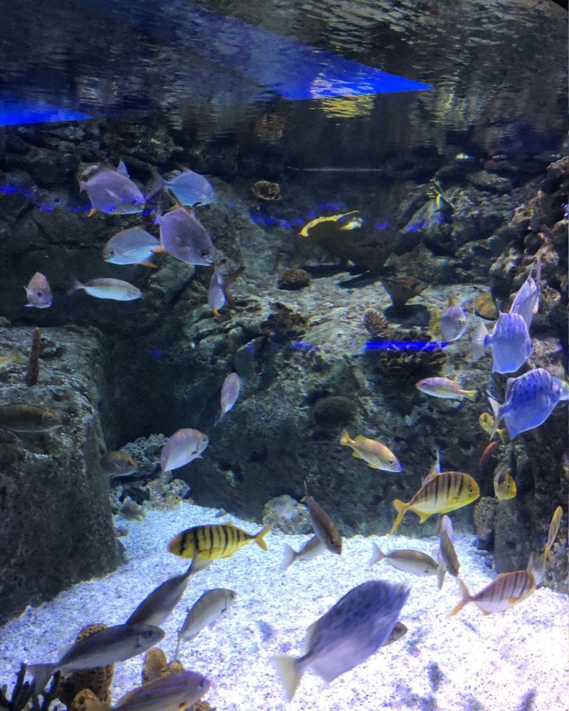 Fish swim in the Istanbul Aquarium